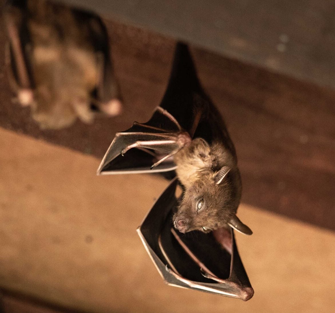 Wildlife-Bats in Detroit
